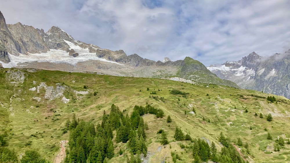 A forest of trees with a mountain in the background.