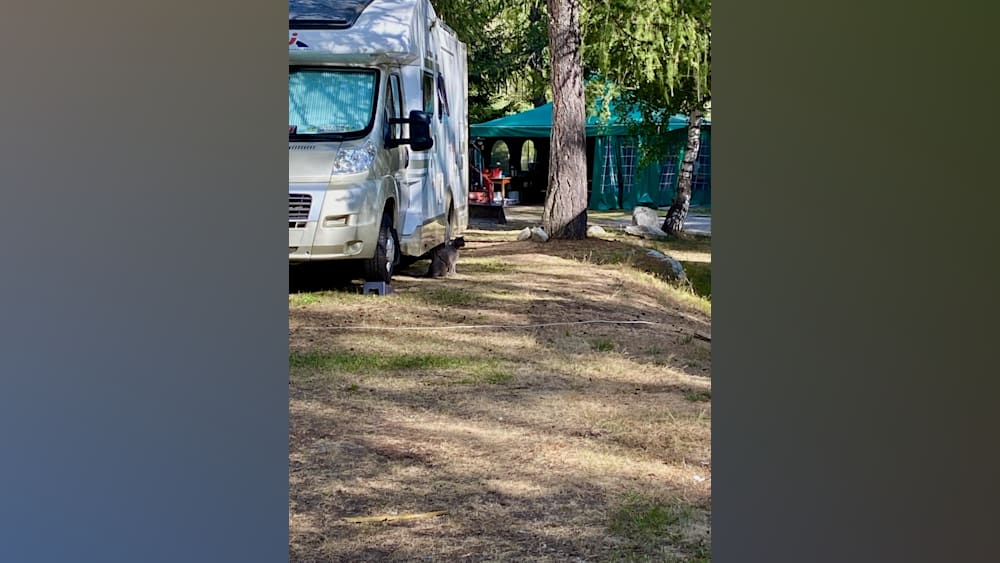 A camper is parked next to a tree and a cat is sitting on the ground near the camper.