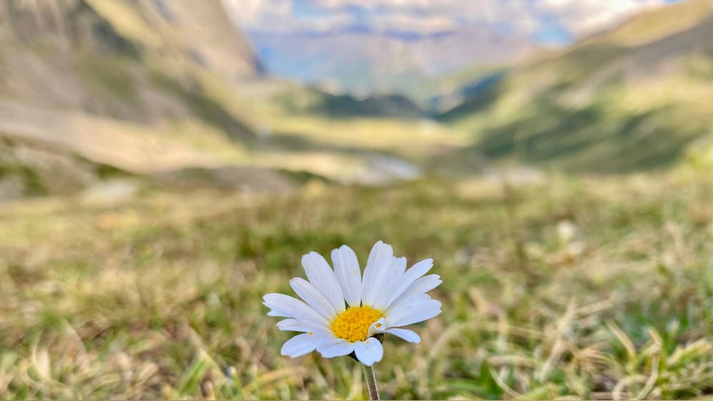 A single white flower blooming in a grassy valley with mountains in the background.