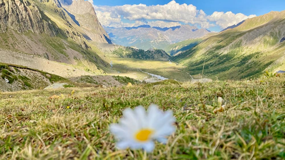 A field of grass and mountains in the distance with a single white flower in front.