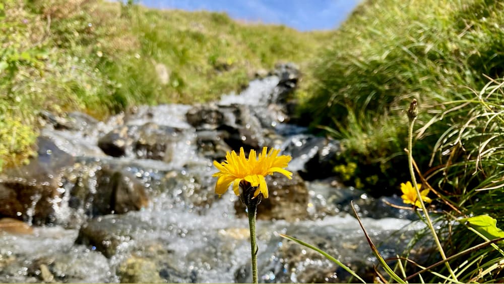 a single flower next to a stream of water.