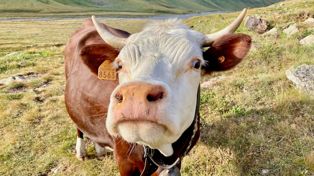 A closeup of a cow with a tag in its ear.