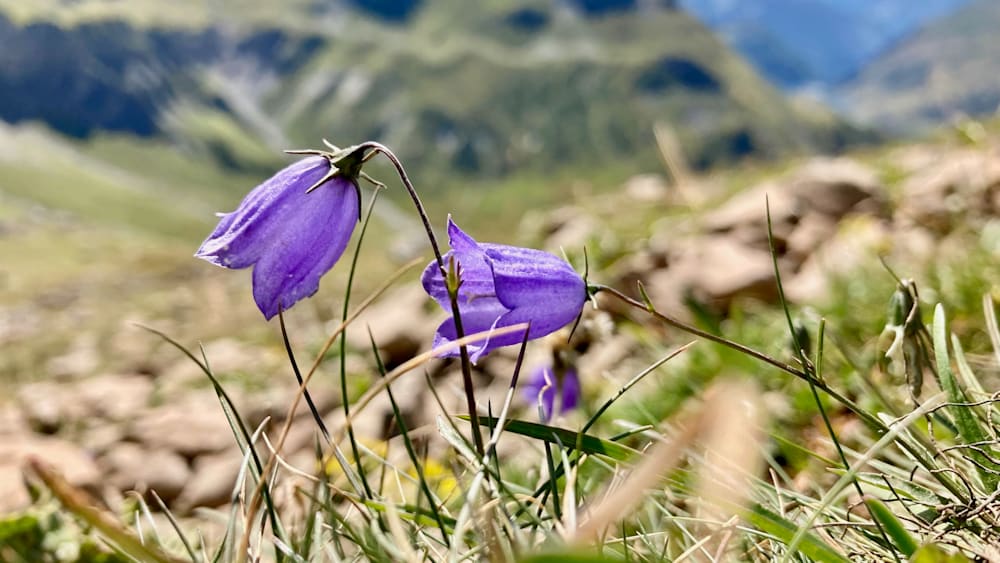 A field of purple flowers with grass and rocks in the background.