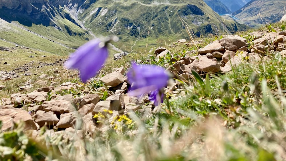 A field of flowers and rocks with two purple flowers in the foreground.