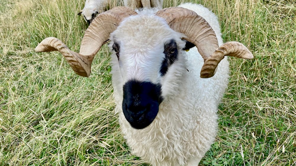 A closeup of a ram with black and white markings on its face and head.