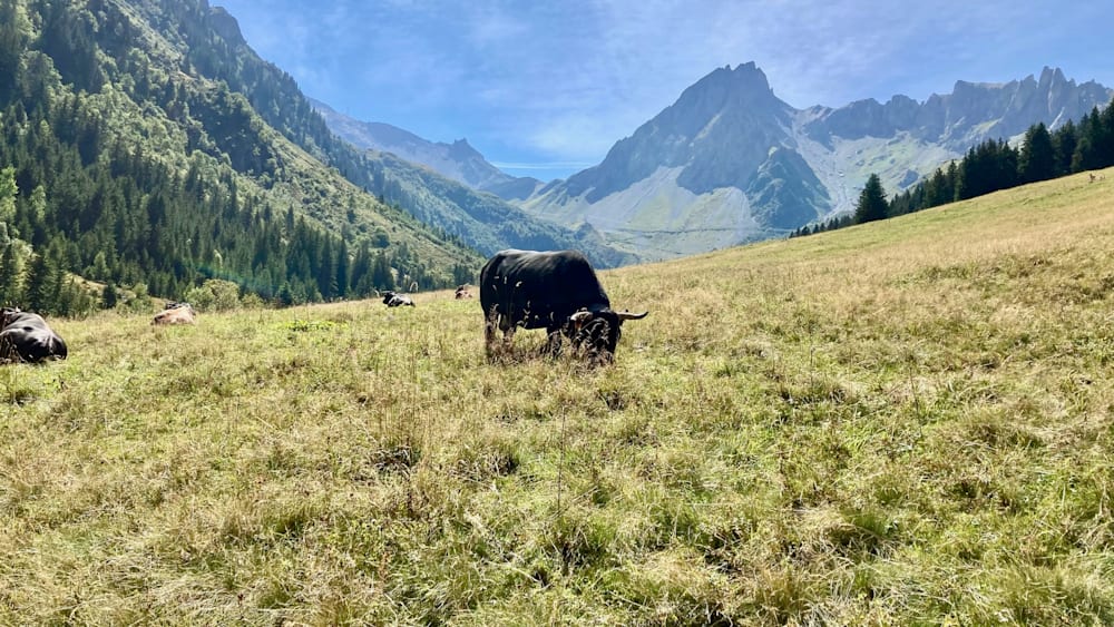 A cow grazing in a field with mountains in the background.