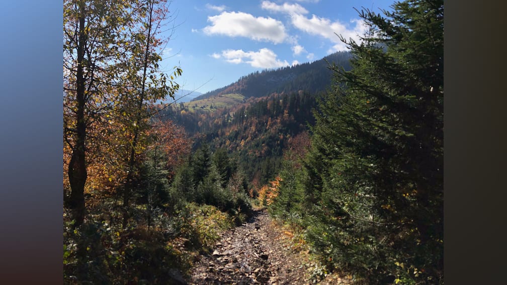 A path through the woods is shown with trees and a sky in the background.