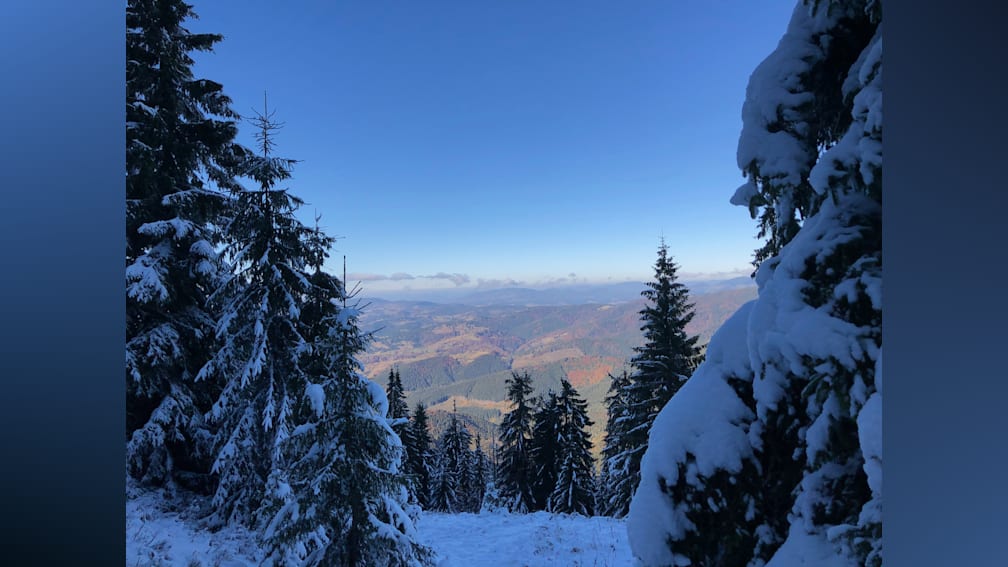 A forest covered in snow and trees with a clear blue sky in the background.