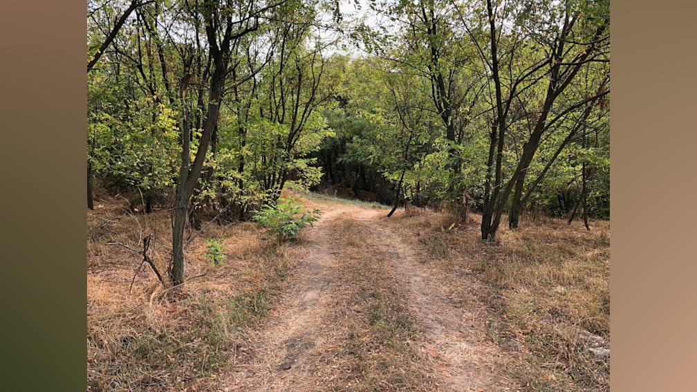 A dirt road cuts through a wooded area with trees on both sides.