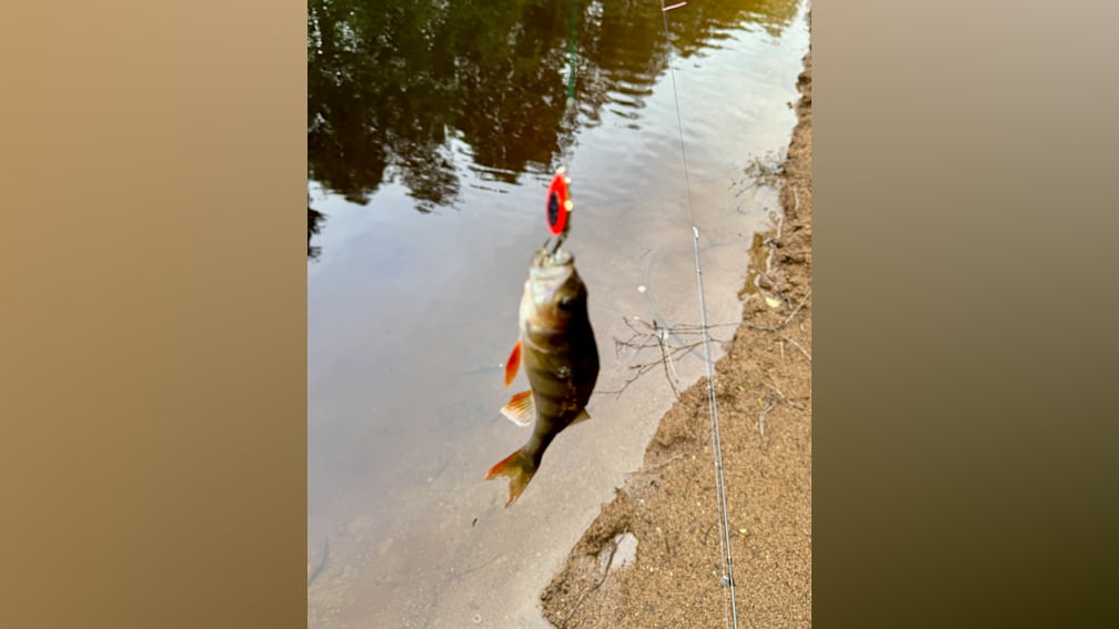 A fish is hanging on the line with a red and black lure on the end.