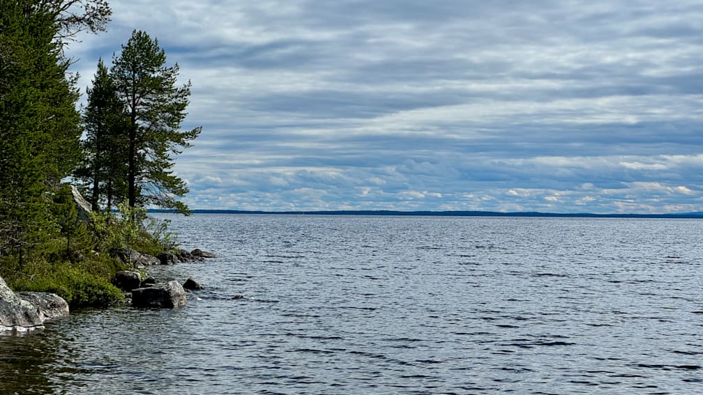 A tree is on the shore of a body of water.
