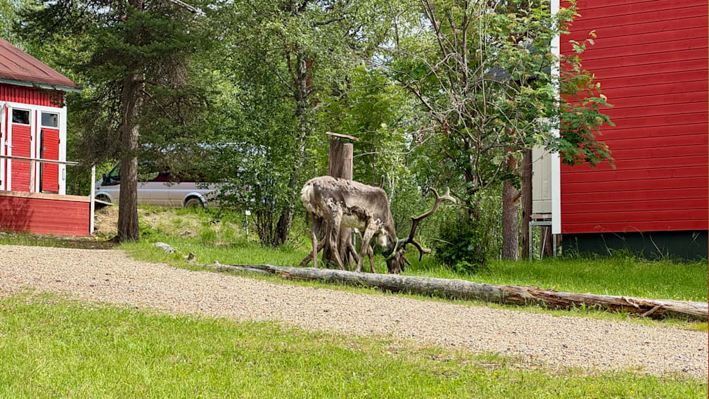 A large deer with antlers is standing near a fallen tree in a gravel driveway.