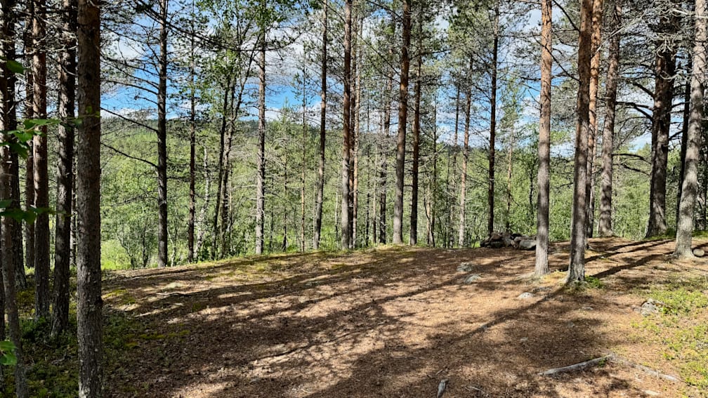 A forest with sunlight shining on the ground.