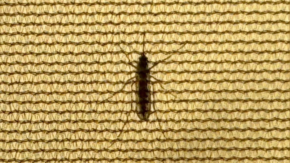 A brown and black bug is on a yellow cloth.