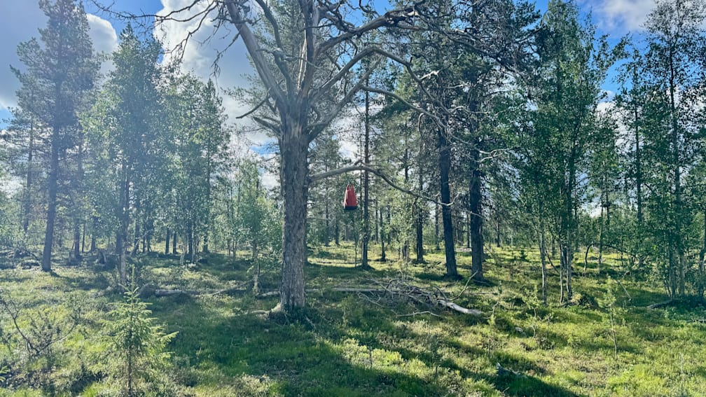 A tree with a red bucket hanging from it in the middle of a forest.
