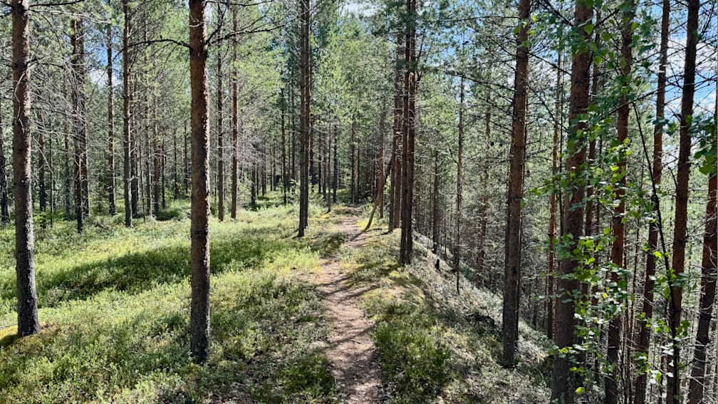 A path through the woods is shown with trees in the background.