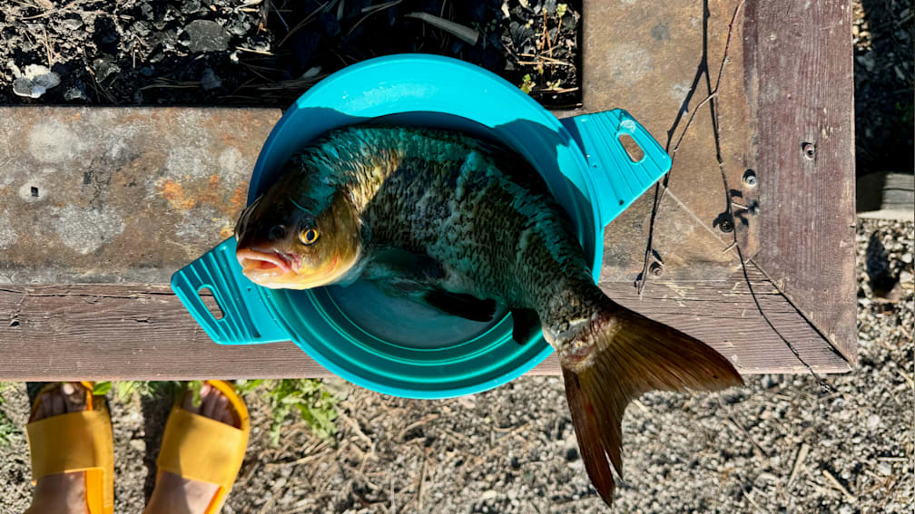 Tilted fish in a blue bowl on a table.
