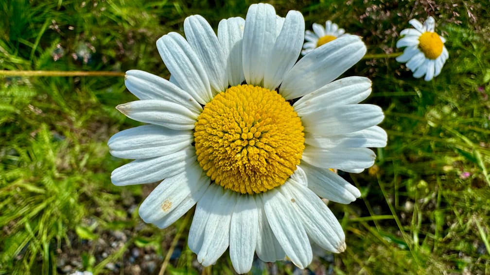 A close up of a white flower with a yellow center.