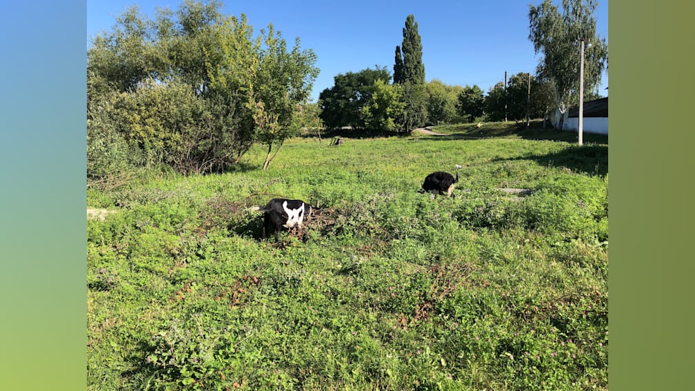 Two dogs in a field, one black and one white, eating grass together.