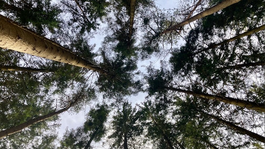 A closeup of a tree in a field with the sky in the background.