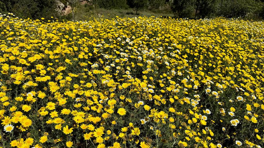 A field of yellow and white flowers with the white flowers making up 40% of the total.
