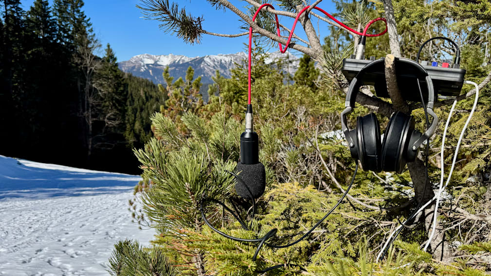 A pair of headphones is hanging on a tree branch next to a microphone.