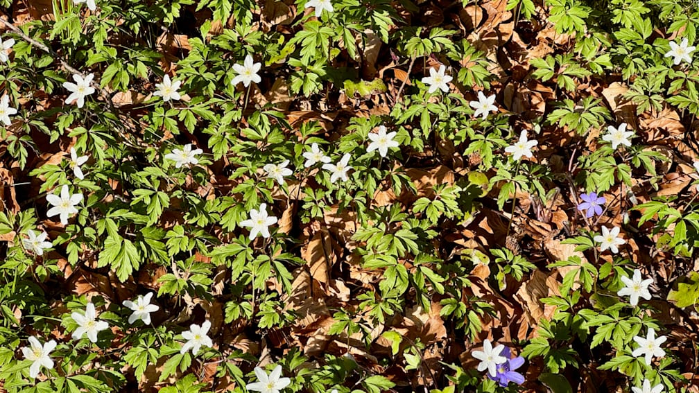 An image of a field of white flowers with brown leaves.