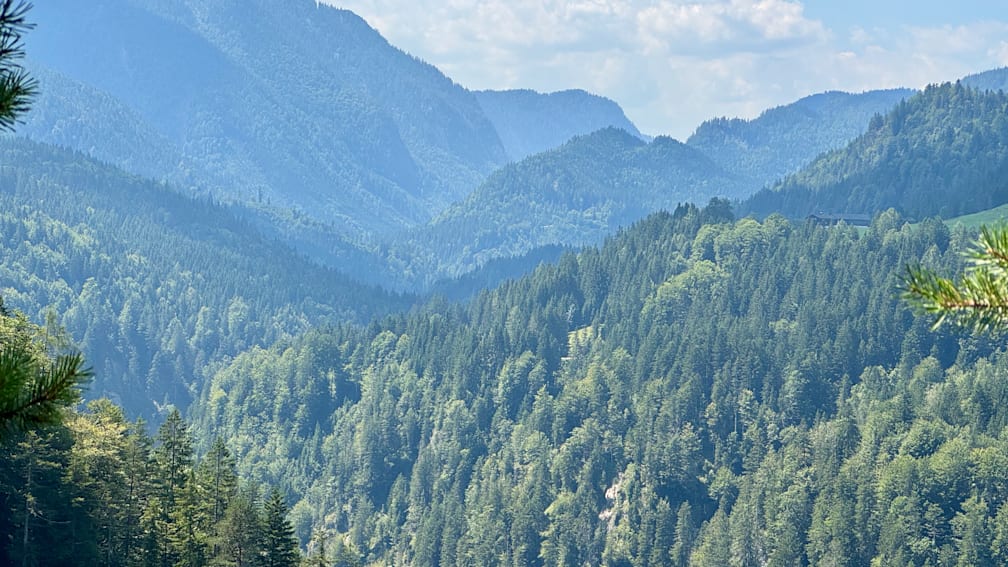 A forest with a lot of trees on the side of a mountain.