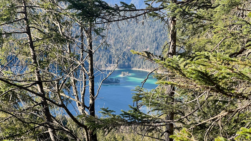 A lake is in front of a tree with no leaves on it.