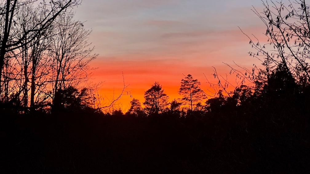 A sunset over a forest with a large flock of birds flying overhead.