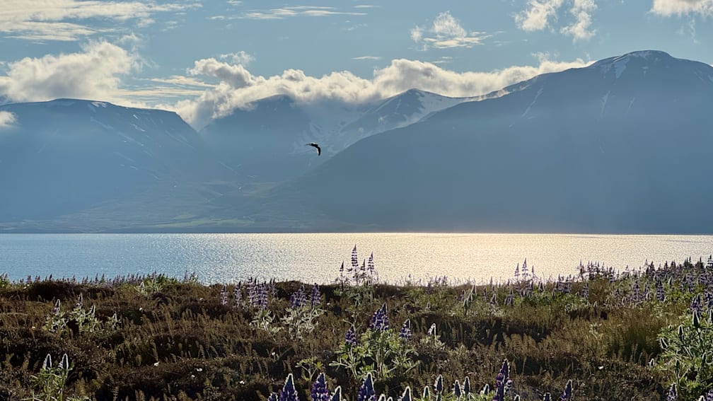 A field of purple flowers next to a body of water with a bird flying over it.