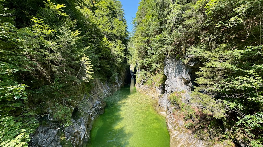 A narrow, green river is flowing through a forest.