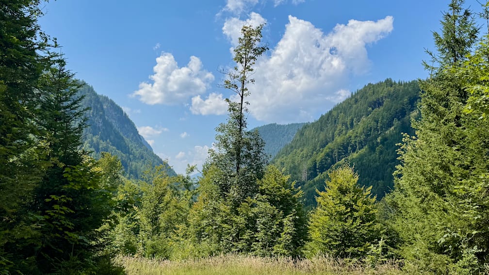 A lone tree stands in a field with a flock of birds flying overhead.