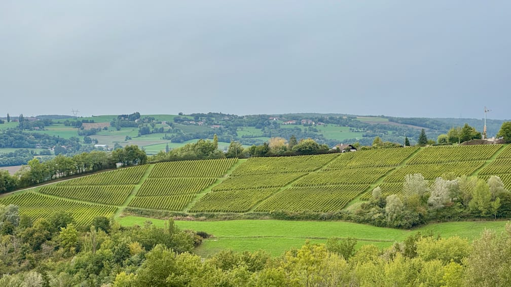A field of green with rows of trees and a house in the background.