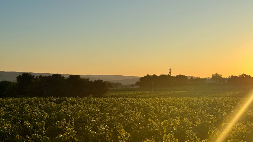 A field with trees and birds flying in the sky at sunset.
