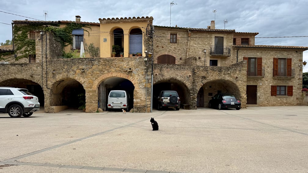 A black and white cat sitting on the road next to a white car.