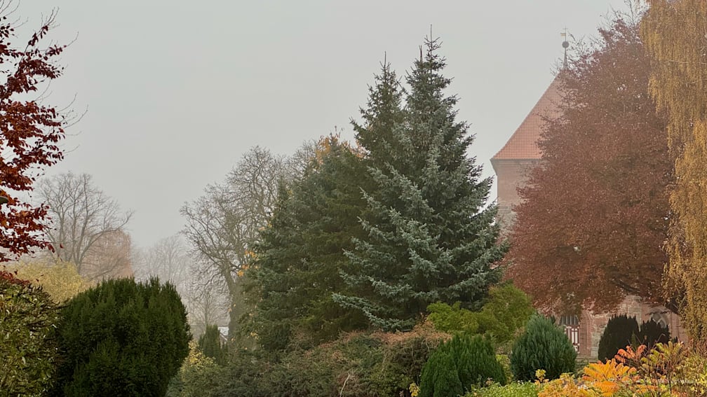 A forest of trees with a red roof in the distance.