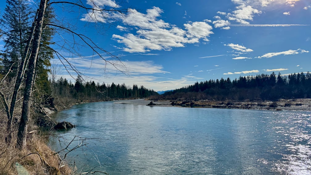 A river with a forest on its bank and a clear blue sky in the background.