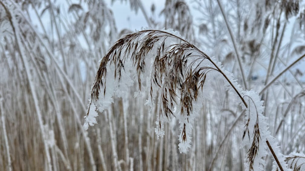 A single snow covered branch in a field of mostly dry grass.