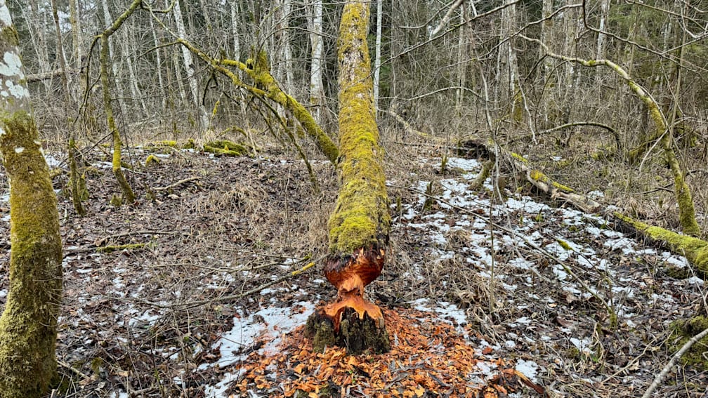 A large tree has been cut down with its stump in the snow.