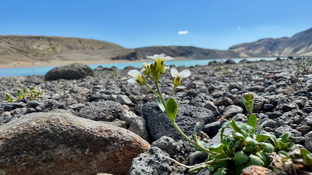 A single flower grows on a rocky area with a body of water in the background.