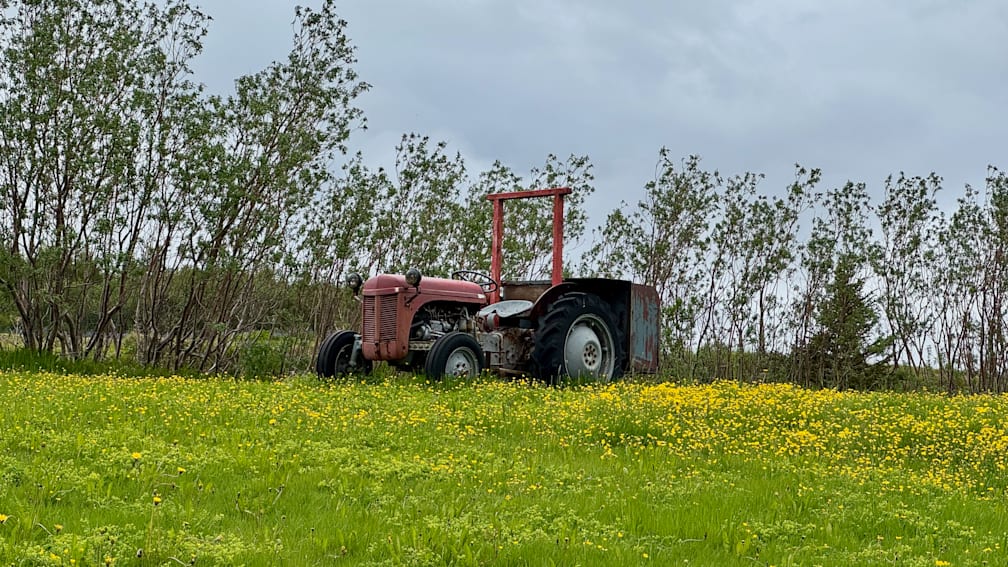 An old tractor is sitting in a field of flowers.