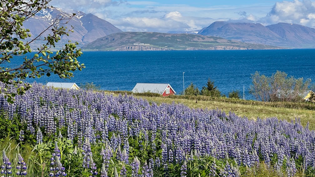 A field of flowers with a red house and a lake in the background.