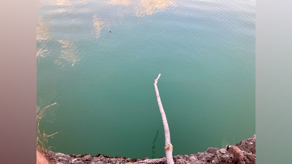 A long branch is sticking out of the calm water.