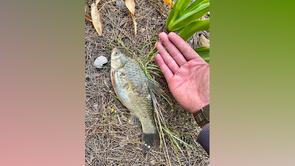 A dead fish laying on the ground next to a hand.
