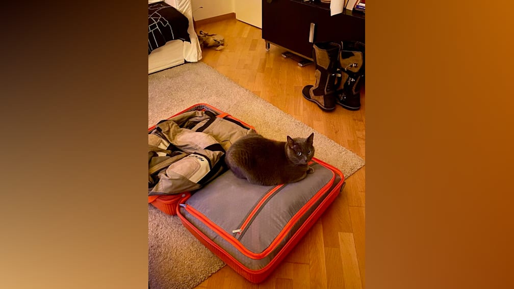 A cat laying on an open suitcase on a carpeted floor.