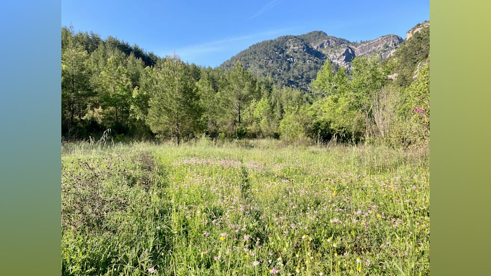 A field of flowers is in the foreground and a mountain is in the background.