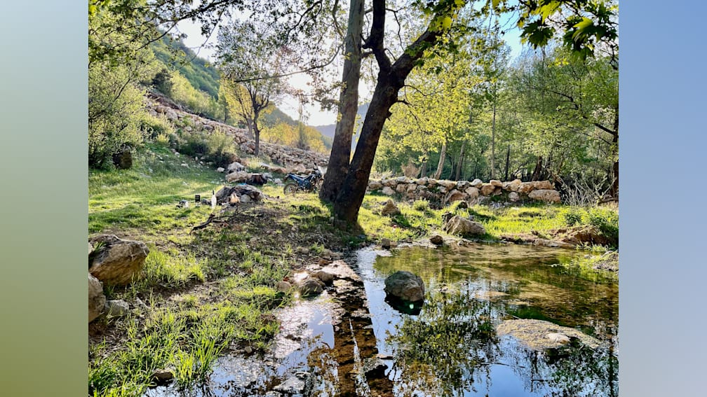 A tree branch hangs over a pond and is reflected in the water.