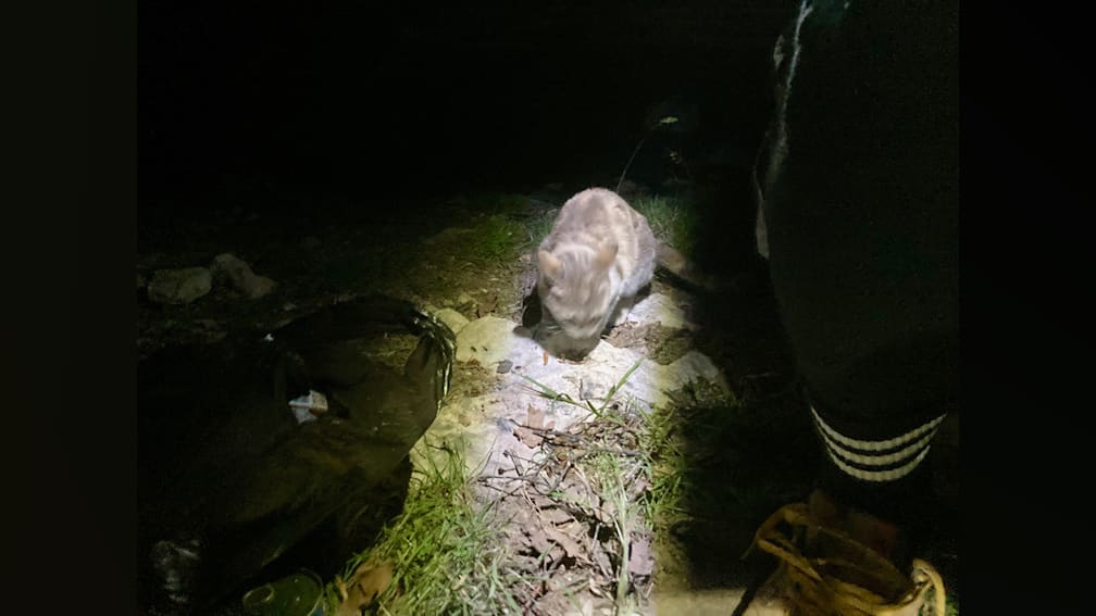 A cat is sitting on the ground near a flashlight and a trash can.