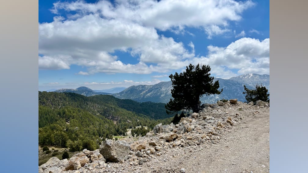 a tree is on the side of a road and there are rocks all around.